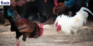 Mẹo chơi cược đá gà hiệu quả trên trang uy tín